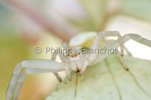 Thomisidae_9672.JPG - France, Araneae, Thomisidae, Thomise variable ou Araignée-crabe des fleurs (Misumena vatia), forme blanche, Goldenrod crab spider or Flower crab spider